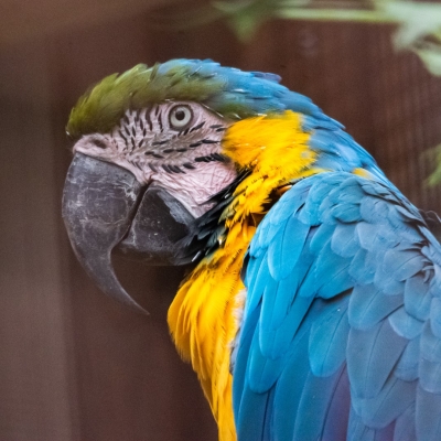 Blauwgele ara - De Zonnegloed - Dierenpark - Dieren opvangcentrum - Sanctuary